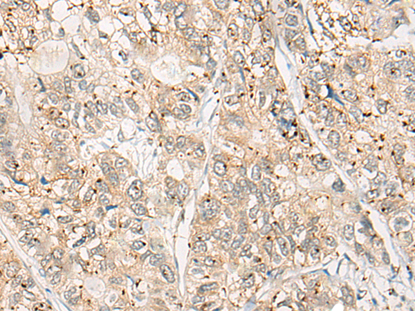 CPNE4 Antibody