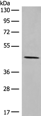 CPVL Antibody