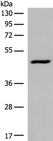 DCP2 Antibody