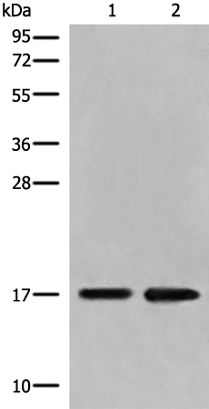 DCTD Antibody