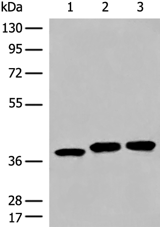DCUN1D3 Antibody
