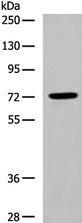 DLL1 Antibody