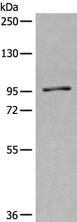 SMG8 Antibody