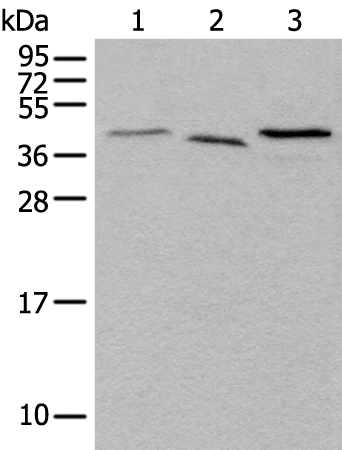 UBXN1 Antibody