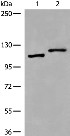 VPS18 Antibody