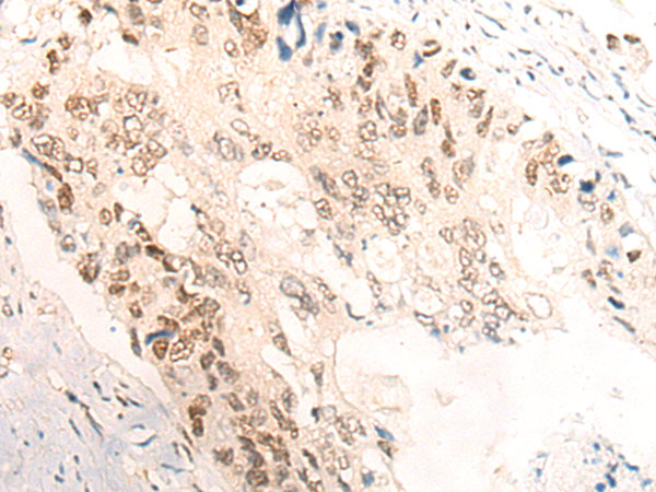 YAP1 Antibody