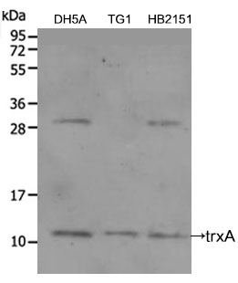trxA Polyclonal Antibody