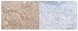 eIF2a(Ab-51) Antibody