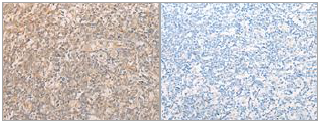 eIF2a(Ab-51) Antibody