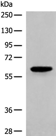 CORO2A Antibody