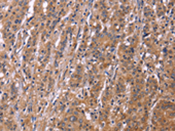 SEPT7 Antibody