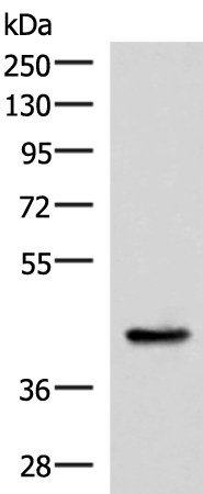 HPN Antibody