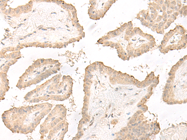 DCD Antibody
