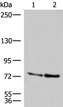 DNAJC14 Antibody