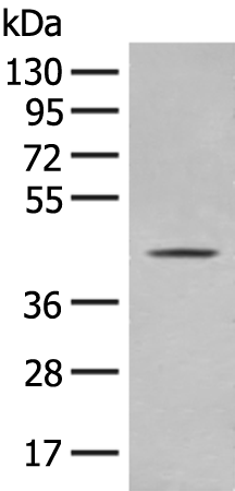 OLA1 Antibody