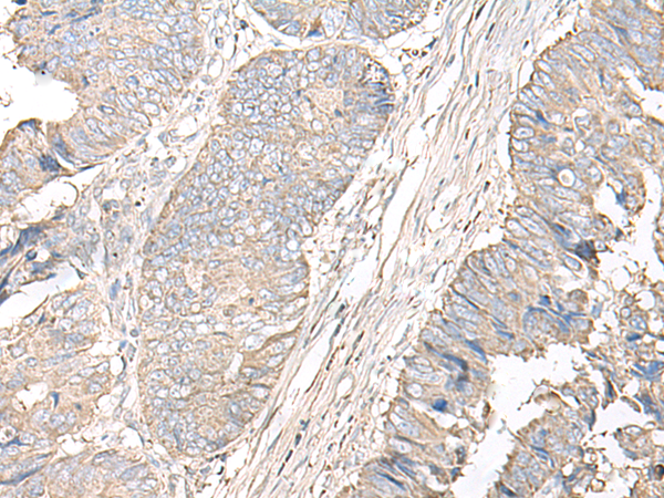 IGHA1 Antibody