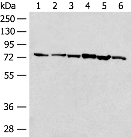 TCF25 Antibody