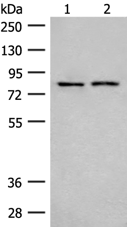 THOP1 Antibody