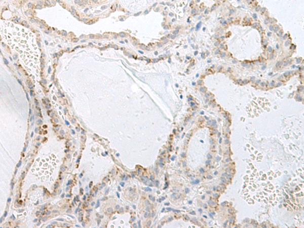 GPRASP2 Antibody