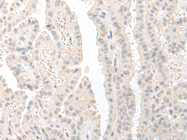 RPS27L Antibody