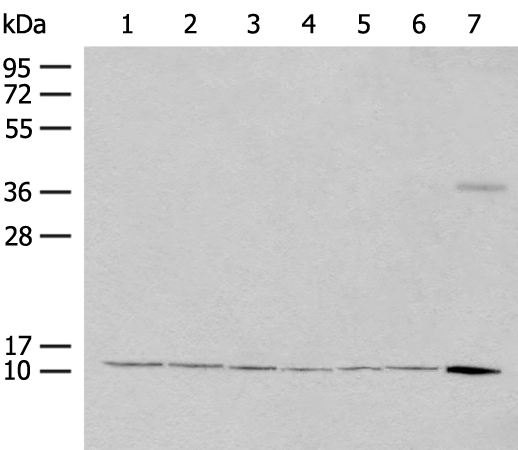 RPS27L Antibody