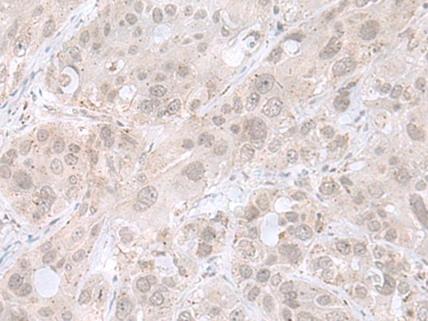 THAP12 Antibody