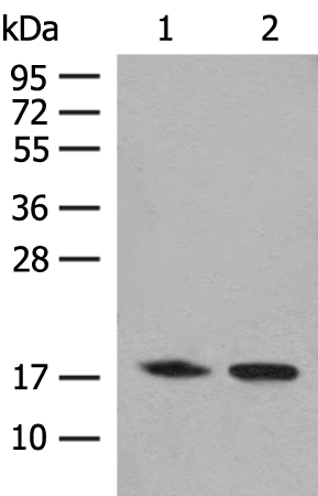 C8orf44 Antibody