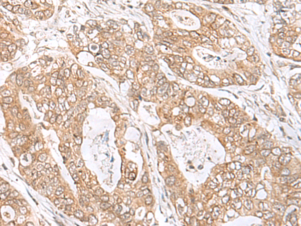 SEC11A Antibody