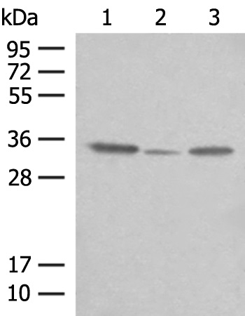 CNPY3 Antibody