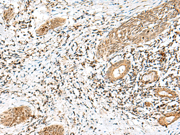 LPXN Antibody