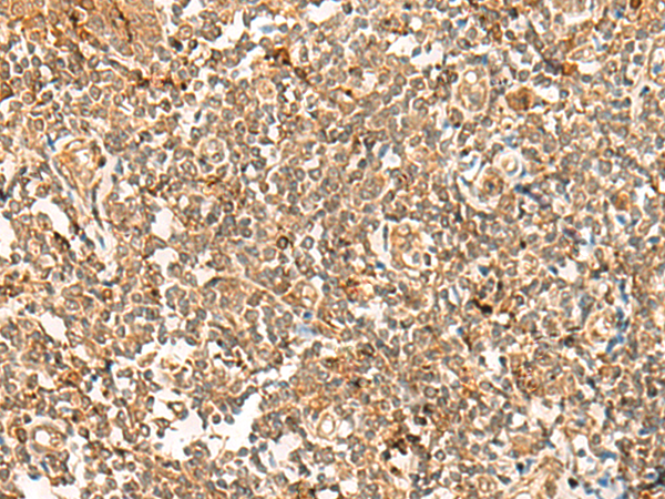 POLR1E Antibody