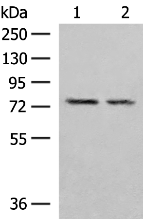 PDIA4 Antibody
