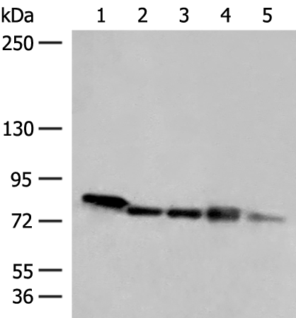 MCCC1 Antibody