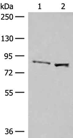 SLC26A3 Antibody