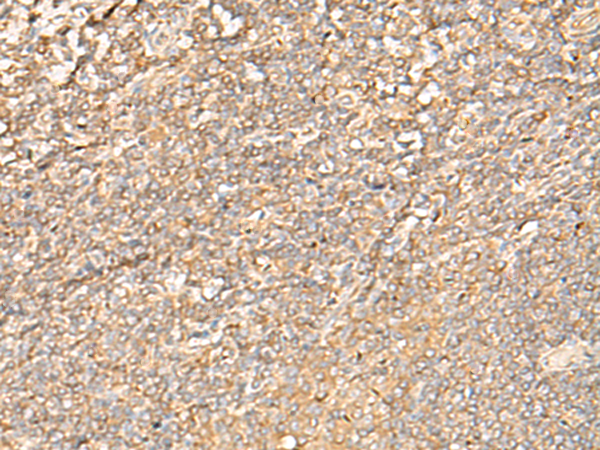 EIF3C Antibody