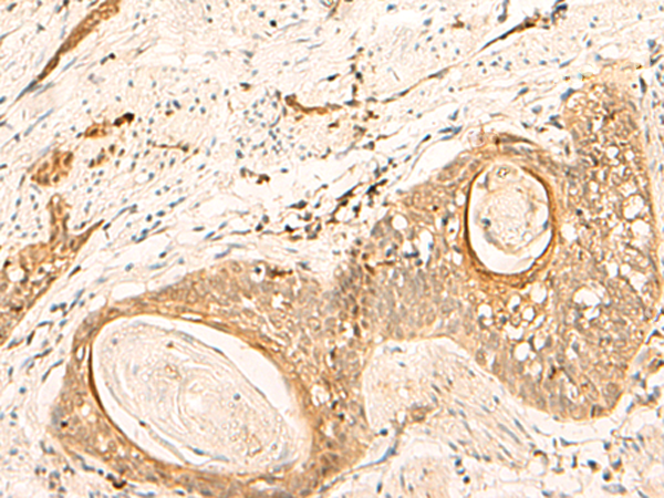 EIF3C Antibody