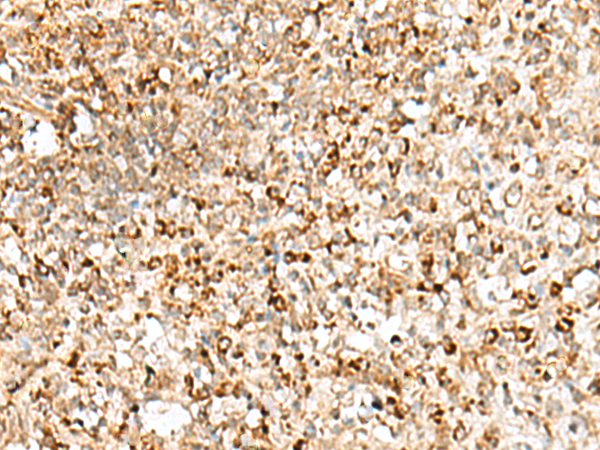 TEX11 Antibody
