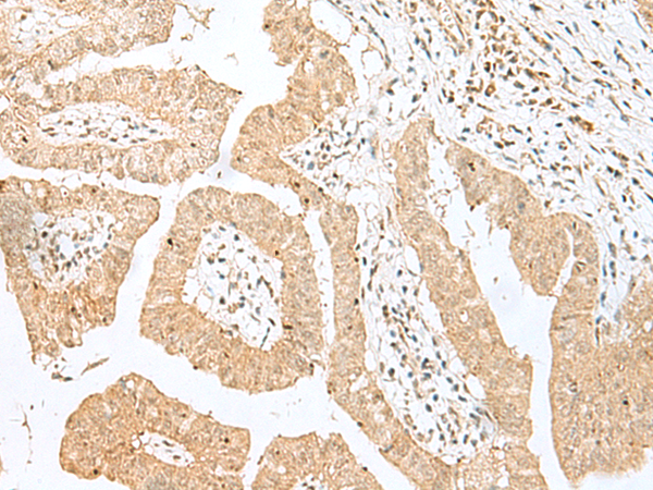 BEX2 Antibody