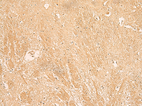 MPZL1 Antibody
