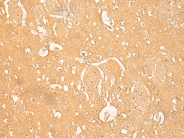 RNASE4 Antibody