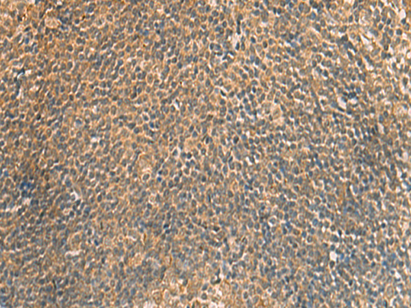 RNF24 Antibody