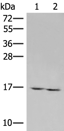 RNF24 Antibody