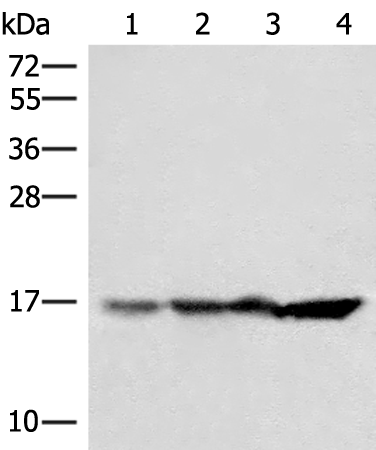 HIST1H2BN Antibody