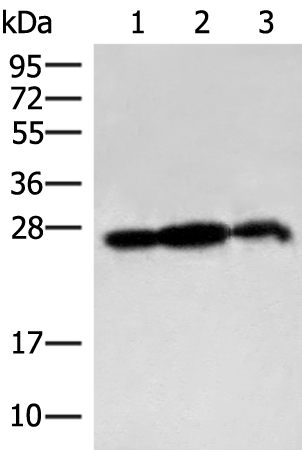PDAP1 Antibody