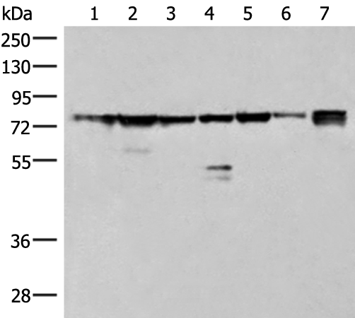 THNSL1 Antibody