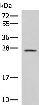 SNRPB2 Antibody