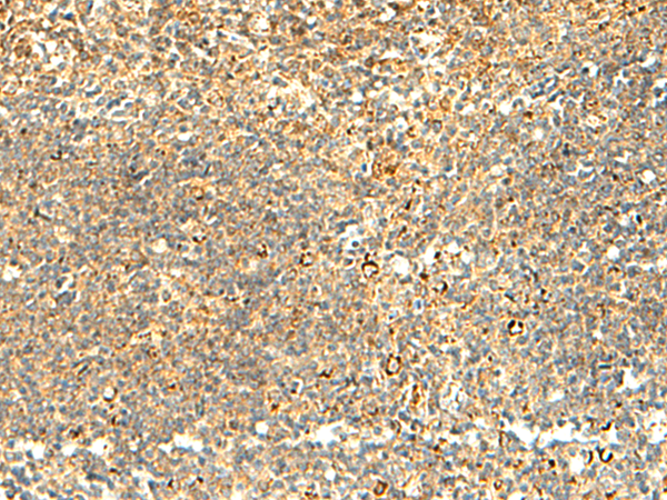 NAPRT Antibody
