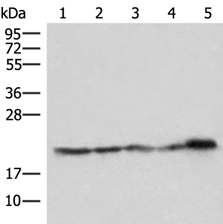 ATP5PD Antibody