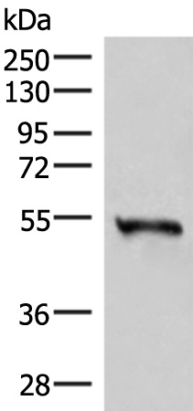 RETREG1 Antibody