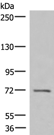 ASTE1 Antibody